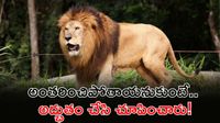 దశాబ్ద కాలంలోనే బిగ్ జంప్! దేశంలో సింహల గర్జన అదుర్స్