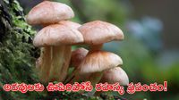 రాత్రికి రాత్రే మొలిచే వింత శక్తులు.. నేల అడుగున మాయా ప్రపంచం