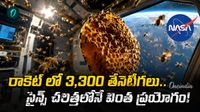 1984లోనే నాసా వినూత్న ప్రయోగం..  అంతరిక్షంలోనూ తేనెపట్టు 