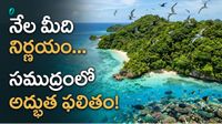 ఎలుకలను ఏరేస్తే... సముద్రంలో 183% పెరిగిన చేపలు!