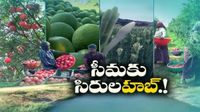 రాయలసీమ ఉద్యాన హబ్.. రాష్ట్రవాటా రూ.10 వేల కోట్లు భరించేలా ఏపీకి కేంద్రం భారీ సాయం!