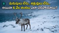 6 వేల జింకల అస్థిపంజరాలు. 37 ఏళ్లలో నాశనమైన రాక్షస సామ్రాజ్యం!