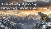 చైనాను ఆక్రమించిన మన చిరుతలు.. ఎవరికీ దొరక్కుండా 3 దేశాల్లో విహారం..