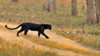 Black panther: అరుదైన బ్లాక్ పాంథర్.. చూడగలిగే ఆరు ప్రదేశాలు ఇవే..!