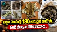 పులి ఎముకలు, చిరుత చర్మాలు.. అరుదైన జీవుల స్మగ్లింగ్ ముఠా గుట్టురట్టు