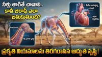 నీళ్లు తాగితే బ్రెయిన్ స్ట్రోక్! నిమిషం కంటే తక్కువ నిద్ర.. జిరాఫీ ఒంట్లో ఇన్ని రహస్యాలా!