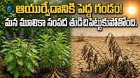 తులసి, అశ్వగంధలో ఔషధ గుణాలు మాయం.. తాత ముత్తాతల నాటి వైద్యం కనుమరుగవుతోందా?