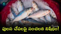 పులస చేపను ఛీ కొట్టిన దేశం! దిగుమతులు బ్యాన్