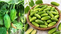 దొండకాయలు తినవచ్చా? అపోహలు ఏంటీ?