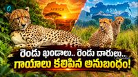 Cheetah: కునోలో కొత్త ‘బ్రదర్స్’! మరో నాలుగు చిన్నారి చిరుతల జననం