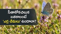 45 ఏళ్ల క్రితం అంతరించిన సీతాకోకచిలుక.. ఇప్పుడు రికార్డు స్థాయిలో పునర్జన్మ!