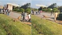 వీడియో: దావణగెరె హైవేపై గాయపడ్డ చిరుత హల్ చల్