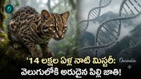 100 ఏళ్ల తర్వాత వెలుగులోకి సరికొత్త చిరుత పిల్లి! డీఎన్‌ఏ టెస్టులో తేలిన నిజం