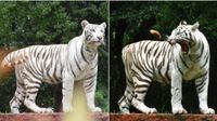 హైదరాబాద్ జూపార్క్ లో తెల్లపులి అడాప్ట్
