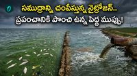సముద్రాన్ని ముంచెత్తుతున్న ‘నైట్రోజన్’ విషవలయం..