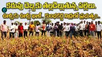 1972 నాటి కరువు దాపురించింది.. పంట ఎండిపోయింది. 