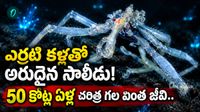 Sea Spider: శతాబ్దం తర్వాత కనిపించిన సరికొత్త సాలీడు జాతి!