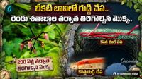 204 ఏళ్ల తర్వాత ప్రకృతే అవాక్కయ్యే వింత.. సీఎం సంచలన పోస్ట్
