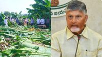 AP Govt: పంట నష్టపోయిన రైతులకు ఏపీ సర్కార్ పరిహారం- ఏయే పంటకు ఎలా?