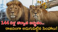 ఈ అడవే మన సింహాలకు కొత్త ఇల్లు.. నయా సామ్రాజ్యం ఎక్కడంటే?