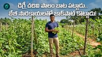 బుల్లి సొరకాయలతో నెలకు రూ. 15 లక్షలు ఆదాయం! 