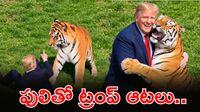 మనిషిని చంపిన పులితో ట్రంప్ సరసాలు..