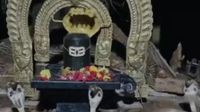 నెల్లూరు జిల్లాలో అద్భుతం: శివలింగం చుట్టూ మూడు నాగుపాములు ప్రదక్షిణ!