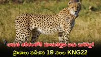 వేటగాళ్ల తూటాలకు బలైన అరుదైన చిరుత! ప్రాజెక్ట్ చీతాకు కోలుకోలేని దెబ్బ.. 