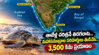 ప్రకృతి సూత్రాలకే సవాల్ విరిసిన తాబేలు! బంగాళాఖాతం నుంచి అరేబియా కడలికి..