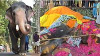 పిడుగుపాటుకు నేలకొరిగిన కేరళ ప్రసిద్ధ గజరాజు 'పల్లాట్ బ్రహ్మదత్తన్'
