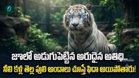 దైవ భూమిలోకి తొలిసారి నీలి కళ్ల తెల్ల పులి ఎంట్రీ! 556 కిలోమీటర్లు ప్రయాణం