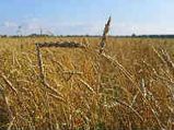 Badal demands Rs 2,200 per quintal as wheat MSP