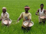 Farming has become risky proposition for next gen: Swaminathan