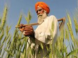 Rs 322 cr for boosting crop diversification in Punjab, Haryana
