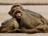 Monkey fever grips Goa taluka; locals anti-vaccine, House told
