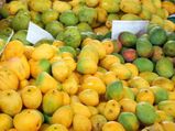 Delhi to get a taste of Bengal mango varieties