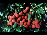 Litchi virus syndrome reaches Bangalore?