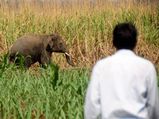Man killed by elephant in West Midnapore