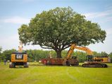 Stop mindless cutting of trees, relocate them: Punjab & Haryana High Court