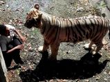 Tiger mauls young student at Delhi zoo: Tragedy revisits the family
