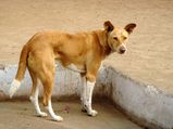 Kerala shocker: Nursery student caged with dog for hours!