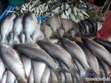Fish-loving Kolkata to open hospital for the marine life