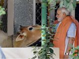 BJP welcomes rearing of cow, calf at Goa Raj Bhavan