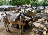 UDF, LDF raise voice against cow slaughter ban