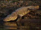 Goa confirms fully grown crocodile sighting on Morjim beach, pics go viral on social media