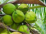 Goa Forward gets 'coconut' as poll symbol