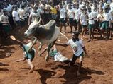 Sabarimala, Jallikattu: Supreme Court takes on patriarchy