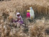 Poppy crop in 700 acres destroyed in WB's Malda