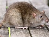 Rat bite: Railways directed to pay compensation to passenger  