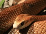 Unusual voter visit: Snake in VVPAT machine in Kannur delays polling